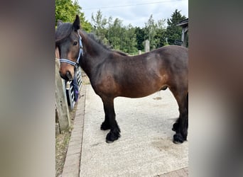 Fell pony, Ruin, 2 Jaar, 134 cm, Brauner