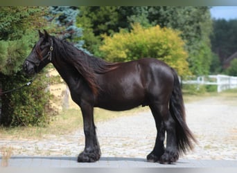 Fell pony, Ruin, 2 Jaar, 138 cm, Zwart