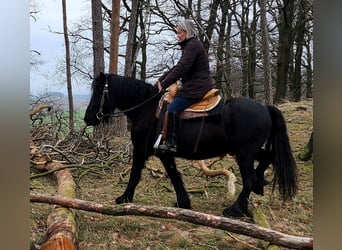 Fell pony, Ruin, 4 Jaar, 145 cm, Zwart