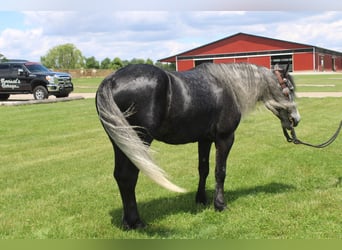 Fell pony Mix, Ruin, 5 Jaar, 142 cm, Schimmel