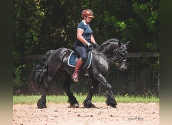 Fell pony, Ruin, 8 Jaar, 137 cm, Bruin