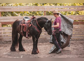 Fell pony, Ruin, 8 Jaar, 137 cm, Bruin