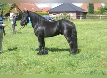 Fell pony, Stallion, 12 years, 13.3 hh, Black