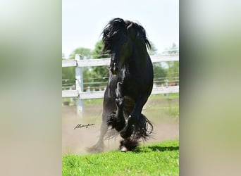 Fell pony, Stallion, 13 years, 13.3 hh, Black