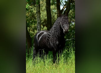 Fell pony, Stallion, 14 years, 13,3 hh, Black