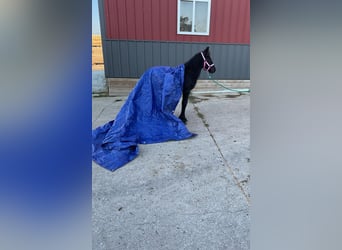 Fell pony, Stallion, 1 year, 10,1 hh