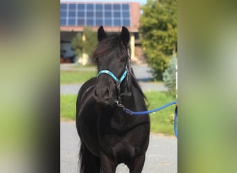 Fell pony, Stallion, 1 year, 13.1 hh, Black