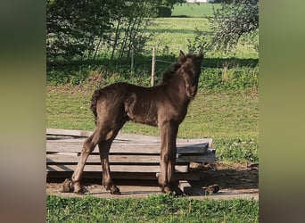 Fell pony, Stallion, 1 year, 13.1 hh, Grullo