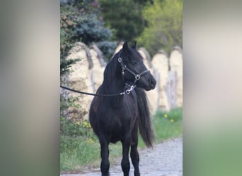 Fell pony, Stallion, 1 year, 13.2 hh, Black