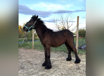 Fell pony, Stallion, 1 year, 13.2 hh, Smoky-Black