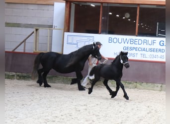 Fell pony, Stallion, 1 year, 13,2 hh, Grey