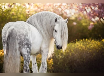 Fell pony, Stallion, 1 year, 13,2 hh, Grey