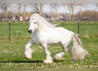 Fell pony, Stallion, 1 year, 13,2 hh, Grey