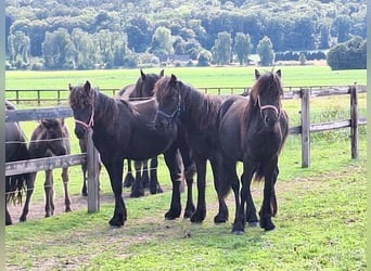 Fell pony, Stallion, 1 year, Black