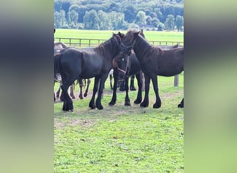 Fell pony, Stallion, 1 year, Black