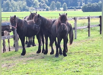 Fell pony, Stallion, 1 year, Black