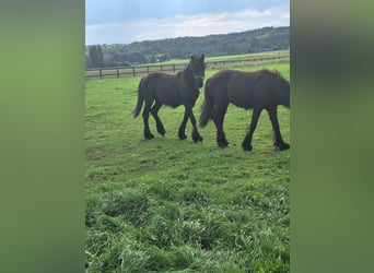 Fellpony, Hengst, 1 Jahr, Rappe