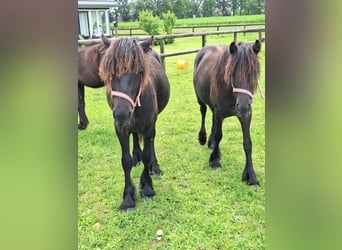 Fell pony, Stallion, 1 year, Black