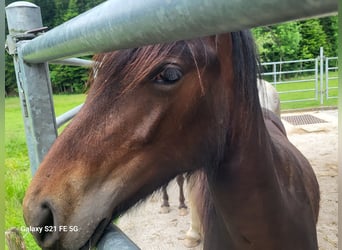 Fell pony, Stallion, 2 years, 13,1 hh, Bay-Dark