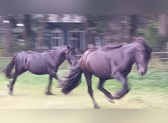 Fell pony, Stallion, 2 years, 13,2 hh, Black