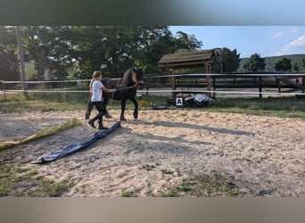 Fell pony, Stallion, 2 years, Black