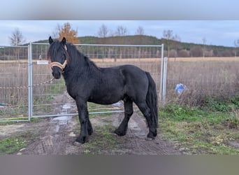 Fell pony, Stallion, 2 years, Black