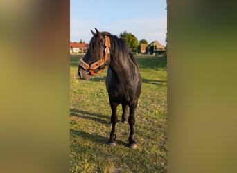 Fell pony, Stallion, 2 years, Black