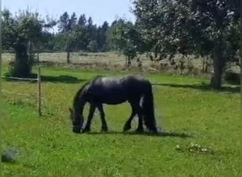Fell pony, Stallion, 4 years, 13.2 hh, Black