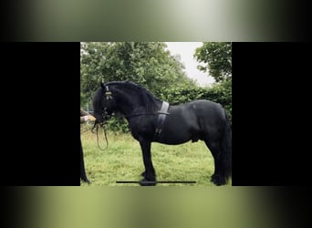 Fell pony, Stallion, 9 years, 13 hh