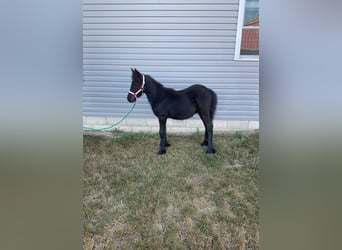 Fell pony, Stallion, Foal (05/2025), 10,1 hh, Black
