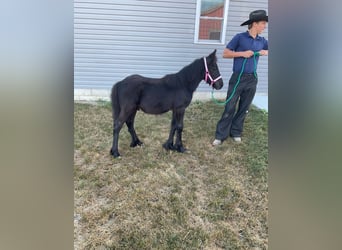 Fell pony, Stallion, Foal (05/2025), 10,1 hh, Black