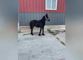 Fell pony, Stallion, Foal (05/2025), 10,1 hh, Black