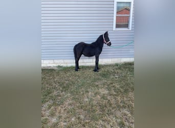 Fell pony, Stallion, Foal (05/2025), 10,1 hh, Black