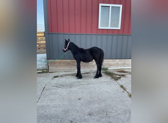 Fell pony, Stallion, Foal (05/2025), 10,1 hh, Black