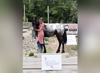 Fell pony Mix, Stallion, , 12,3 hh