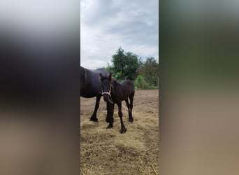 Fell pony, Stallion, Foal (06/2023), 13.2 hh, Black