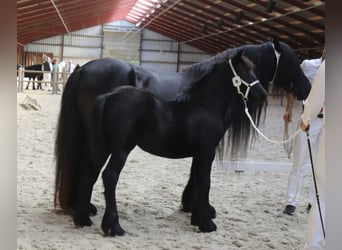 Fellpony, Hengst, Fohlen (01/2024), 13,2 hh, Schimmel