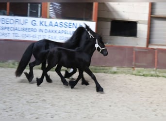 Fellpony, Hengst, Fohlen (01/2024), 13,2 hh, Schimmel