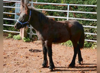 Fell pony, Stallion, Foal (04/2023), 13.3 hh, Black