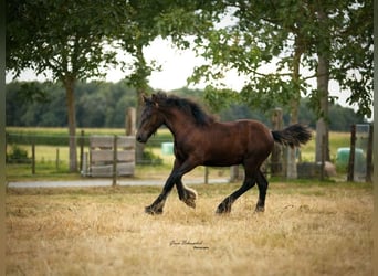 Fell pony, Stallion, Foal (03/2026), Black