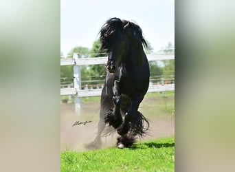 Fellpony, Hengst, 12 Jahre, 142 cm, Rappe
