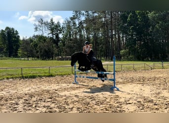 Fellpony, Hengst, 13 Jahre, 142 cm, Rappe