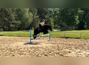 Fellpony, Hengst, 13 Jahre, 142 cm, Rappe