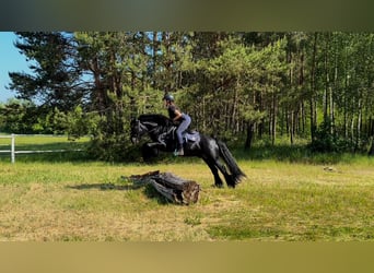 Fellpony, Hengst, 13 Jahre, 142 cm, Rappe