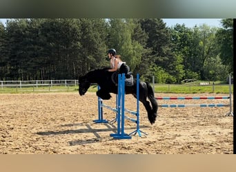 Fellpony, Hengst, 13 Jahre, 142 cm, Rappe