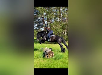 Fellpony, Hengst, 14 Jahre, 142 cm, Rappe