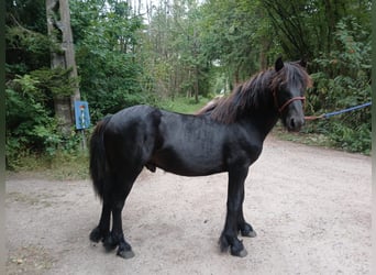 Fellpony, Hengst, 1 Jahr, 131 cm, Rappe