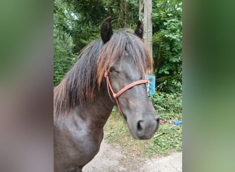 Fellpony, Hengst, 1 Jahr, 137 cm, Rappe