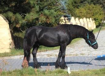 Fellpony, Hengst, 1 Jahr, 137 cm, Rappe