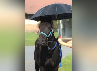 Fellpony, Hengst, 1 Jahr, 137 cm, Rappe